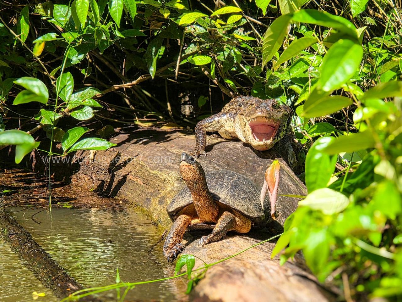 Caimán y tortuga en los canales del Parque Nacional Tortuguero, Costa Rica.