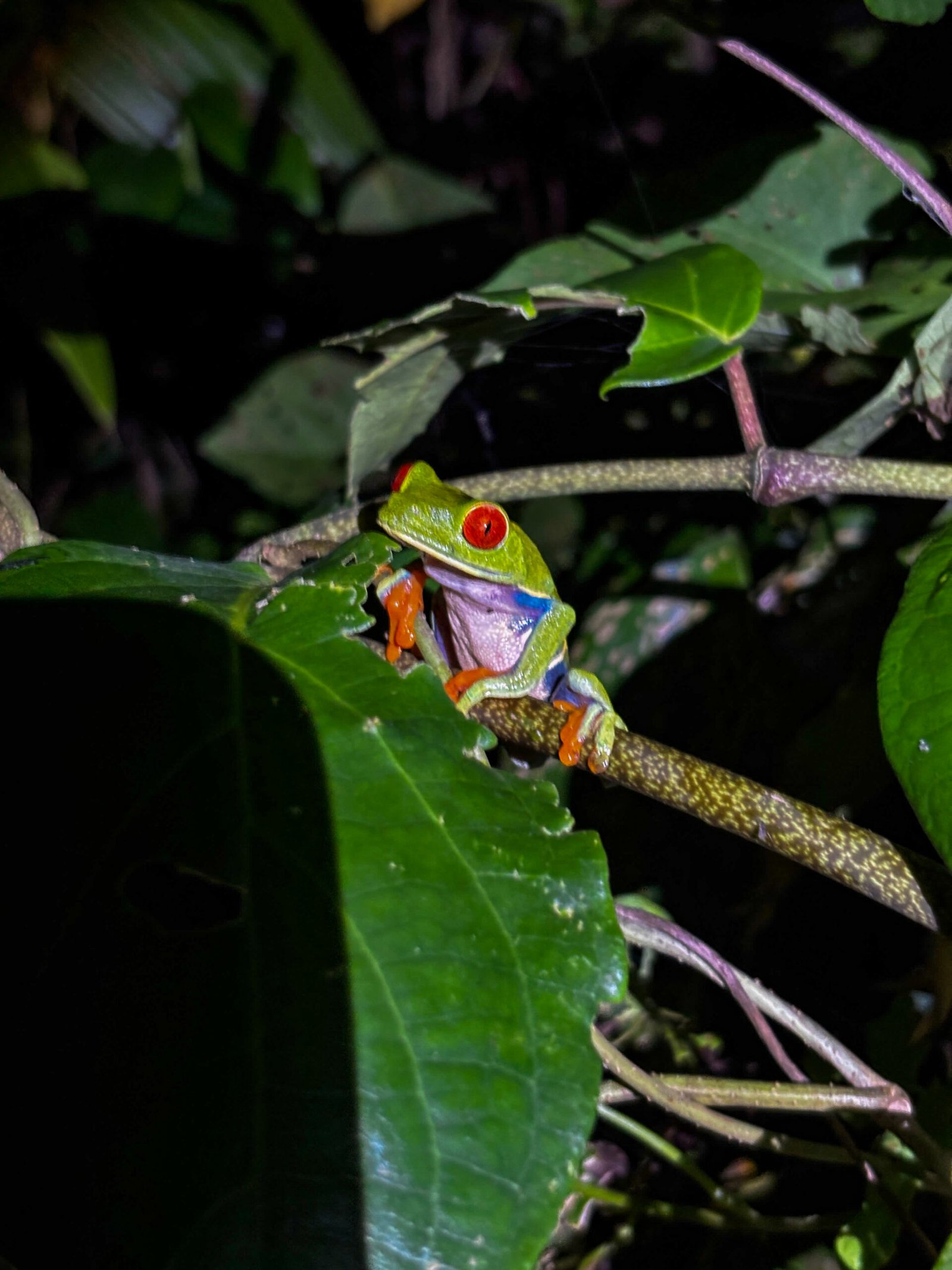 Rana de ojos rojos sobre una rama en la selva tropical de Tortuguero, símbolo de la biodiversidad en Costa Rica.